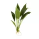 Product Top Fin® Anubias Congensis Live Plant
