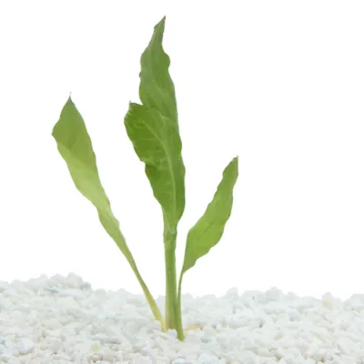 Product Top Fin® Compacta Amazon Live Plant