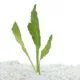 Product Top Fin® Compacta Amazon Live Plant