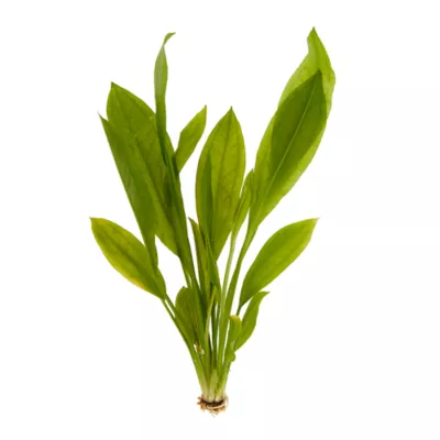 Product Top Fin® Compacta Amazon Live Plant