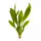 Product Top Fin® Compacta Amazon Live Plant