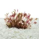 Product Top Fin® T.C. Cardinalis Live Plant