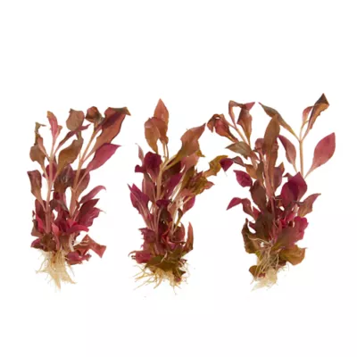 Product Top Fin® T.C. Cardinalis Live Plant