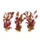 Product Top Fin® T.C. Cardinalis Live Plant