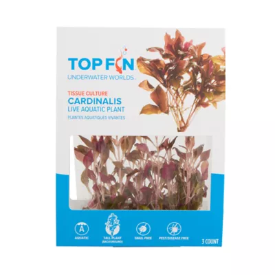 Product Top Fin® T.C. Cardinalis Live Plant