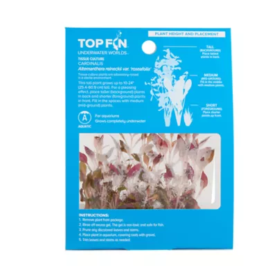 Product Top Fin® T.C. Cardinalis Live Plant