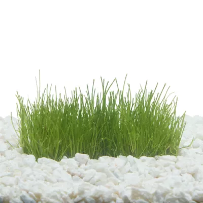 Product Top Fin® T.C. Dwarf Hairgrass Live Plant