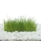 Product Top Fin® T.C. Dwarf Hairgrass Live Plant