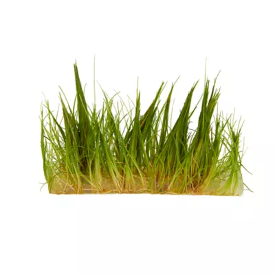 Product Top Fin® T.C. Dwarf Hairgrass Live Plant