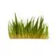 Product Top Fin® T.C. Dwarf Hairgrass Live Plant