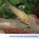 Product Aqueon® Shrimp Pellets Fish Food