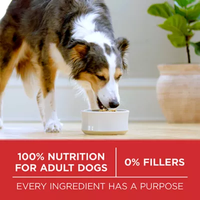 Product Purina ONE Microbiome Balance Dry Dog Food - Chicken & Rice Formula