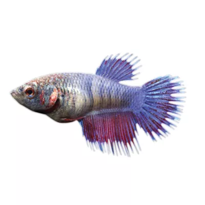 Product Crowntail Female Betta Fish