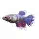 Product Crowntail Female Betta Fish