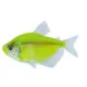 Product GloFish® Electric Green® Tetra