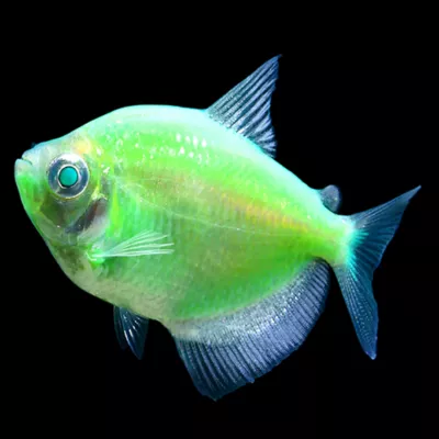 Product GloFish® Electric Green® Tetra