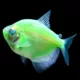 Product GloFish® Electric Green® Tetra