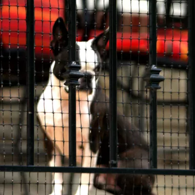 Product Cardinal Gates Pet Gate Deck Netting