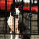 Product Cardinal Gates Pet Gate Deck Netting
