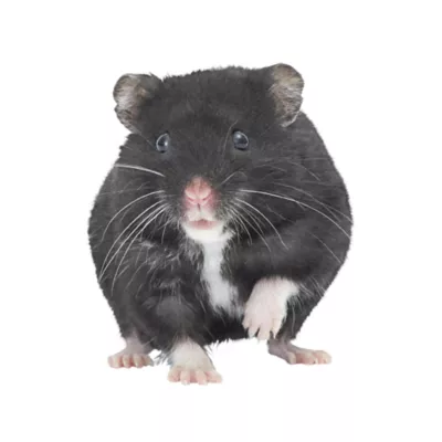 Product Russian Dwarf Hamster