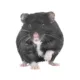 Product Russian Dwarf Hamster