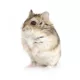 Product Russian Dwarf Hamster