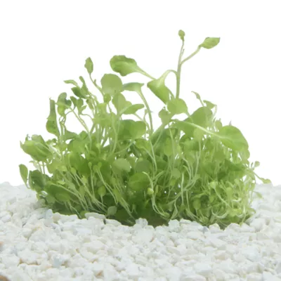 Product Top Fin® Lobelia Cardinalis Live Plant