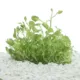 Product Top Fin® Lobelia Cardinalis Live Plant
