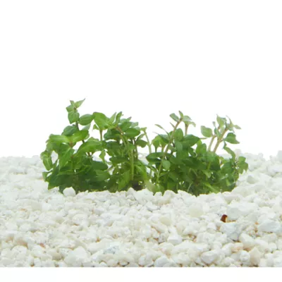 Product Top Fin® Staurogyne Repens Live Plant