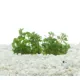 Product Top Fin® Staurogyne Repens Live Plant