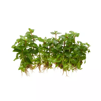 Product Top Fin® Staurogyne Repens Live Plant