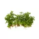 Product Top Fin® Staurogyne Repens Live Plant