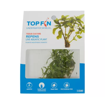 Product Top Fin® Staurogyne Repens Live Plant