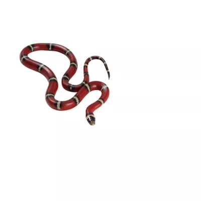 Product Milk Snake
