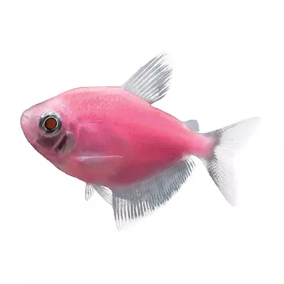 Product GloFish® Moonrise Tetra