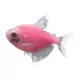 Product GloFish® Moonrise Tetra