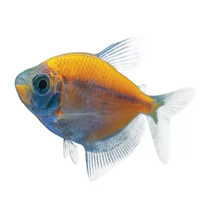 Product GloFish® Sunburst Orange Tetra