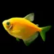 Product GloFish® Sunburst Orange Tetra