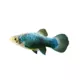 Product Green Lantern Platy