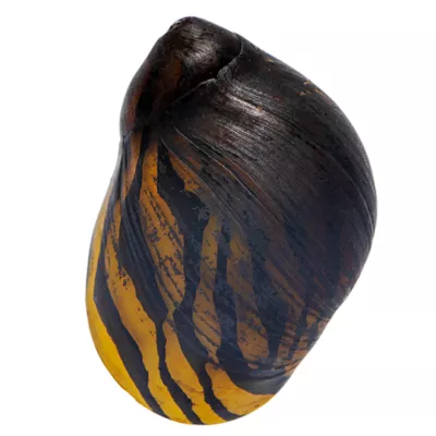 Product Mixed Nerite Snail