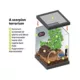 Product Asian Forest Scorpion