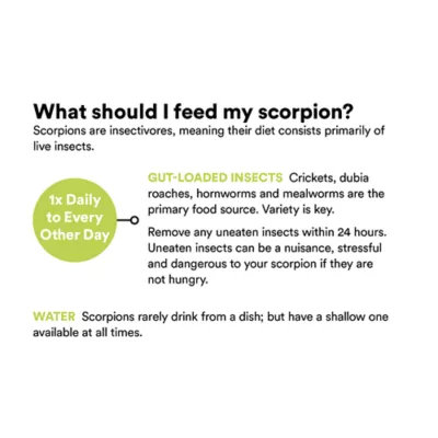 Product Asian Forest Scorpion
