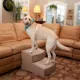 Product Pet Gear Easy Step II Extra Wide Pet Steps