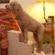Product Pet Gear Easy Step III Extra-Wide Pet Steps