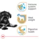 Product Royal Canin Puppy Dry Dog Food - Miniature Schnauzer Breed Health Nutrition, 2.5 lb