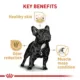 Product Royal Canin® Breed Health Nutrition® French Bulldog Adult Dog Dry Food