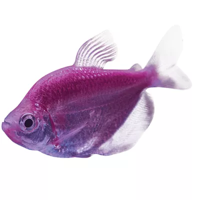 Product GloFish® Galactic Purple Tetra
