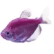 Product GloFish® Galactic Purple Tetra