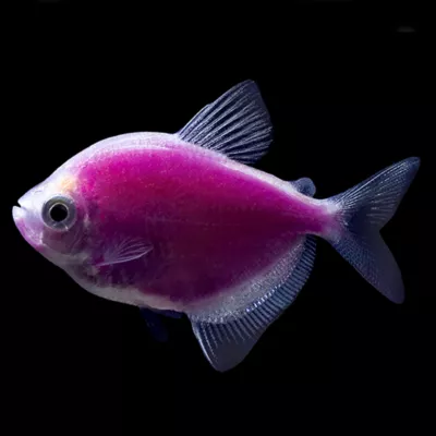 Product GloFish® Galactic Purple Tetra