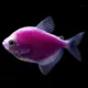Product GloFish® Galactic Purple Tetra